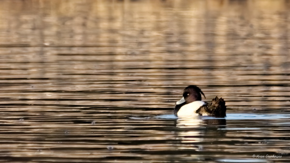 Tufted Duck - ML443352481