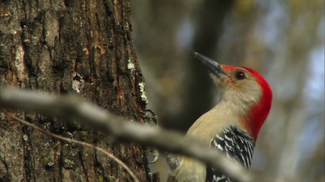Red-bellied Woodpecker - ML443359