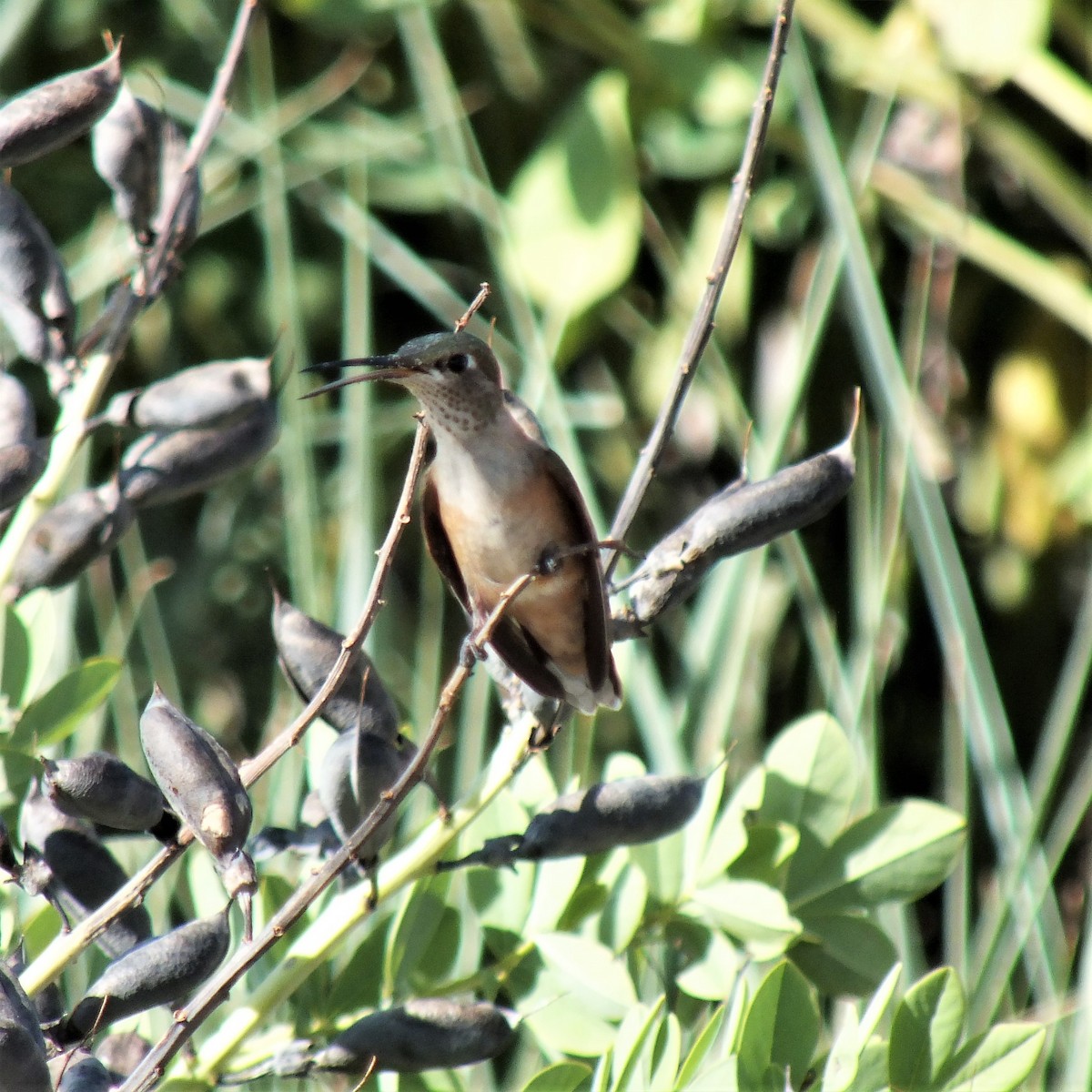 Broad-tailed Hummingbird - Roger Massey