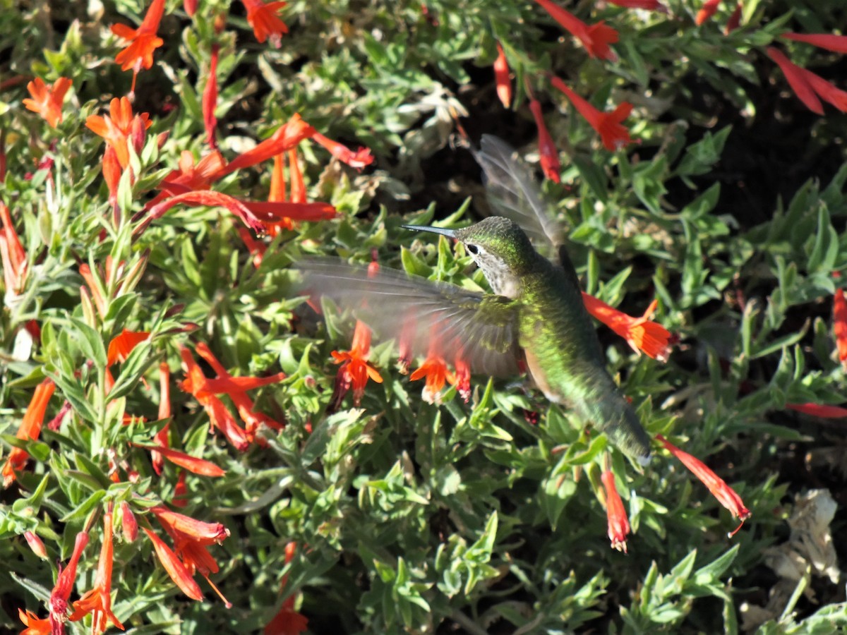Broad-tailed Hummingbird - ML443360291