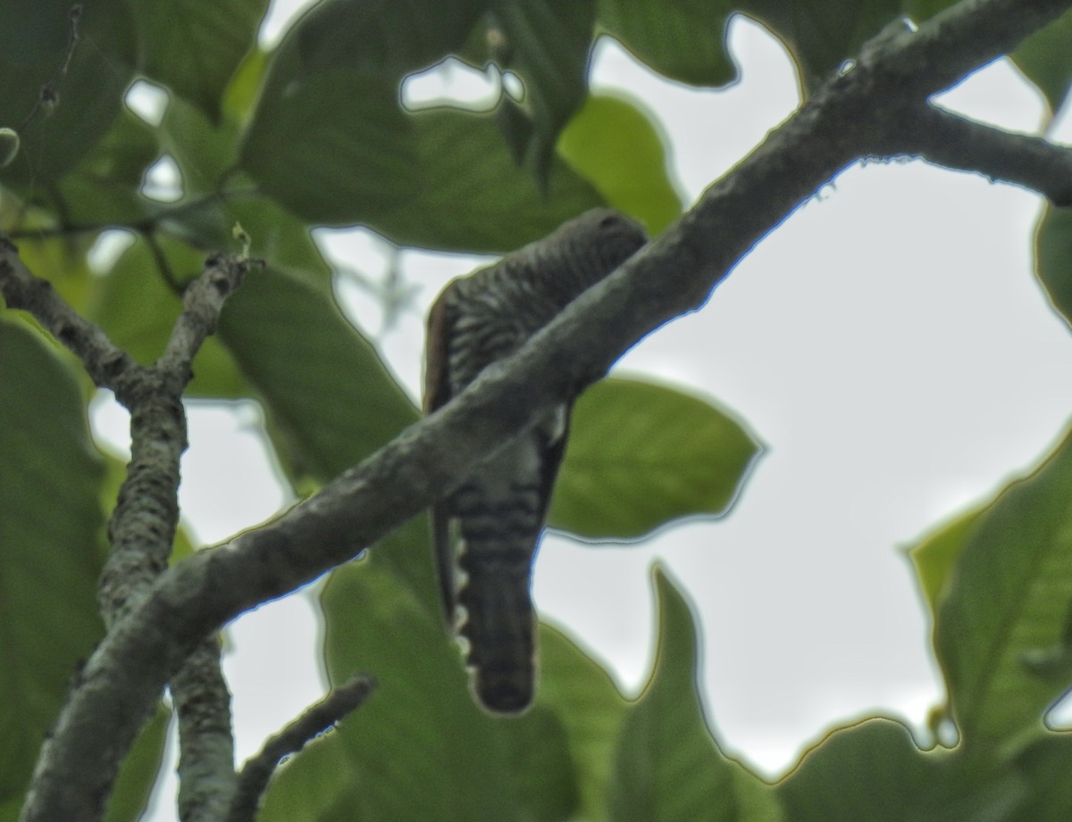 Asian Emerald Cuckoo - Sanjib Acharya