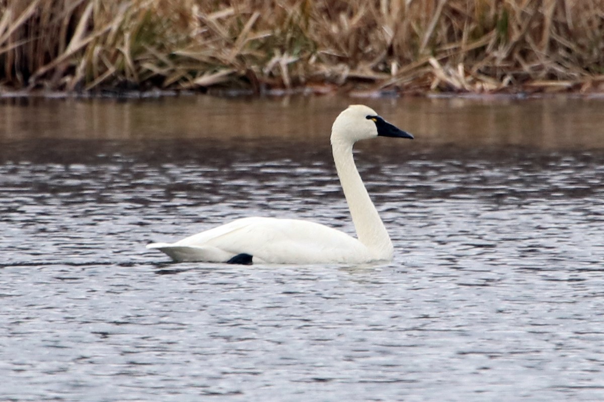 Tundra Swan (Whistling) - ML443364001