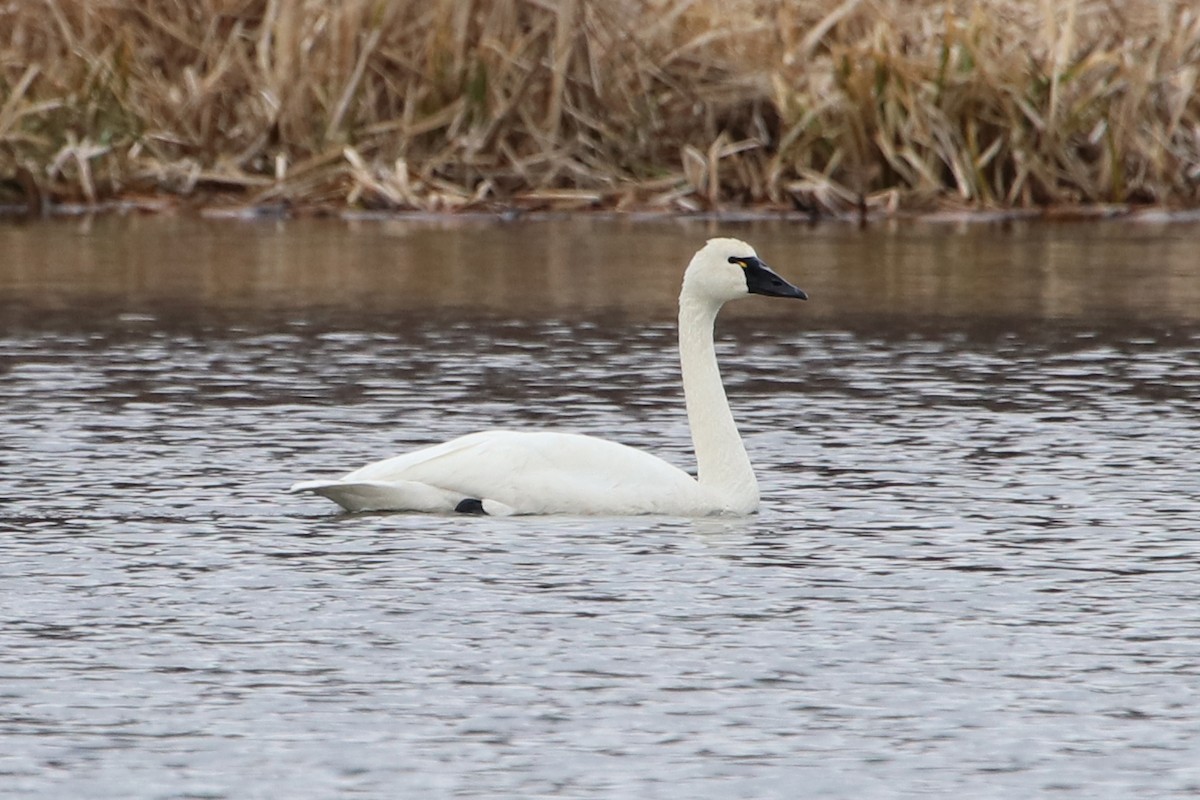 Tundra Swan (Whistling) - ML443364011