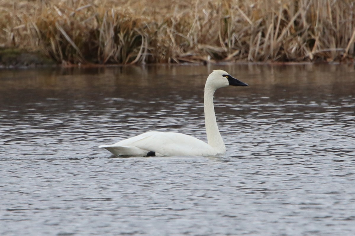 Tundra Swan (Whistling) - ML443364021