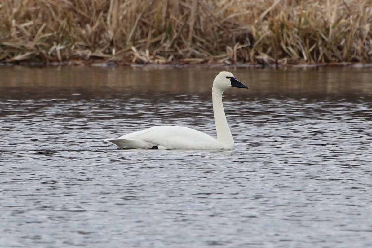 Tundra Swan (Whistling) - ML443364041