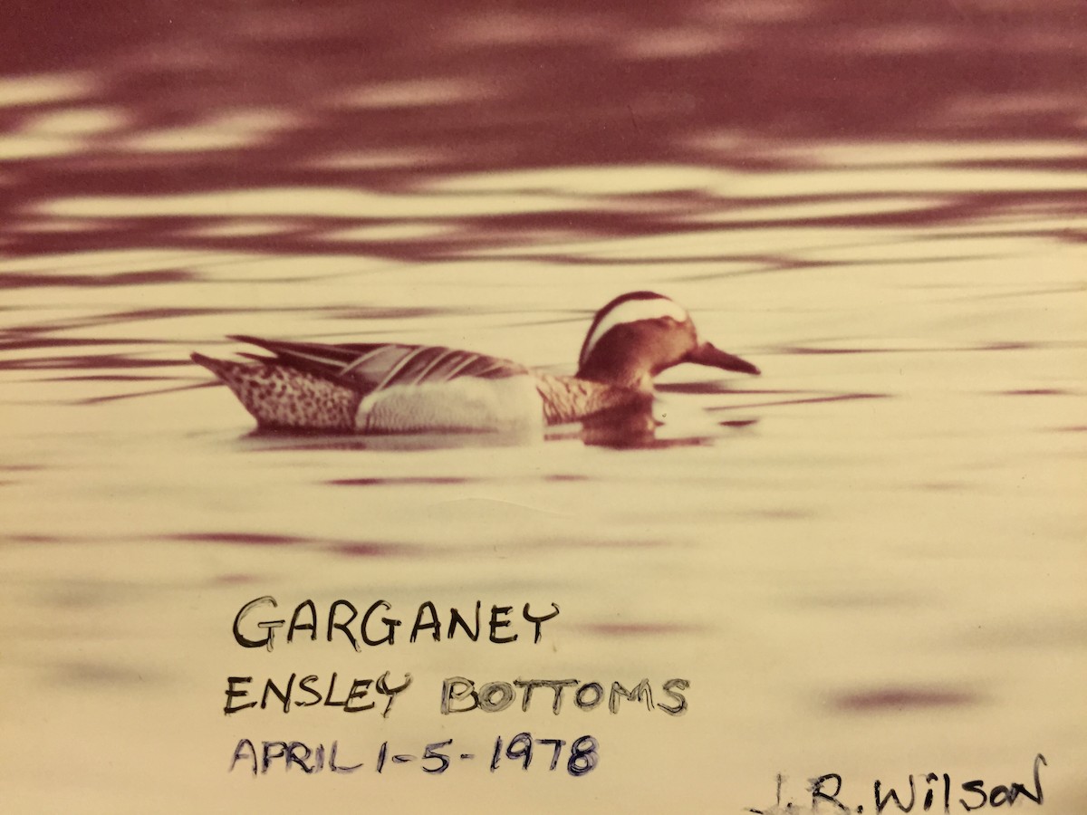 Garganey - Jeff R. Wilson
