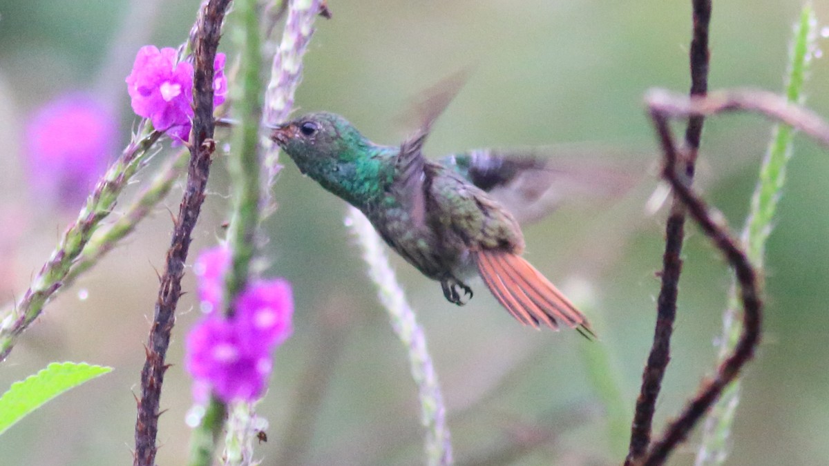 Rufous-tailed Hummingbird - ML443367971
