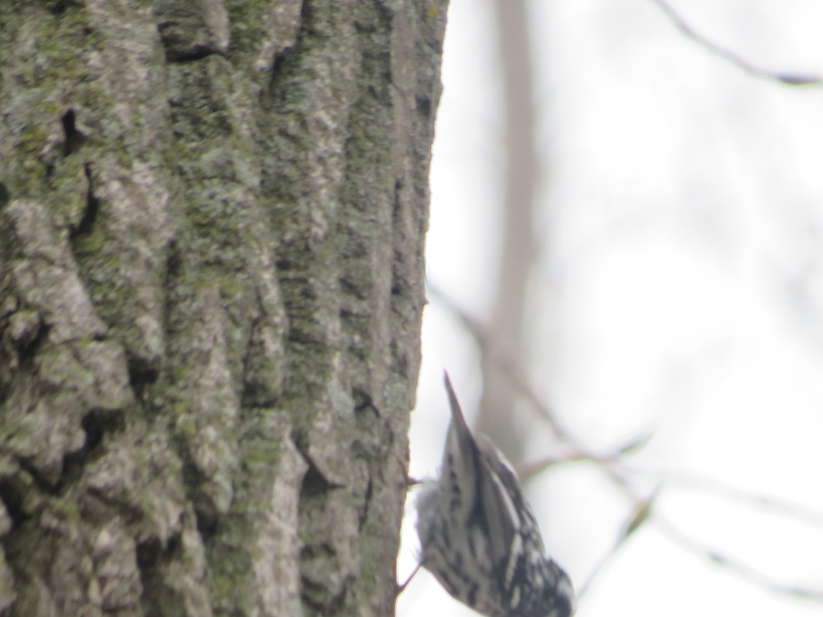 Black-and-white Warbler - ML443368771