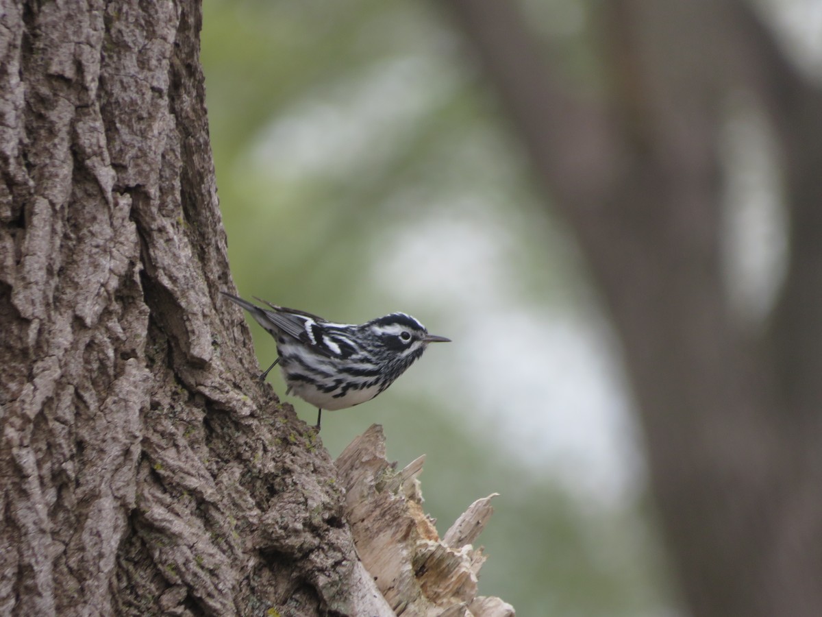 Black-and-white Warbler - ML443368871