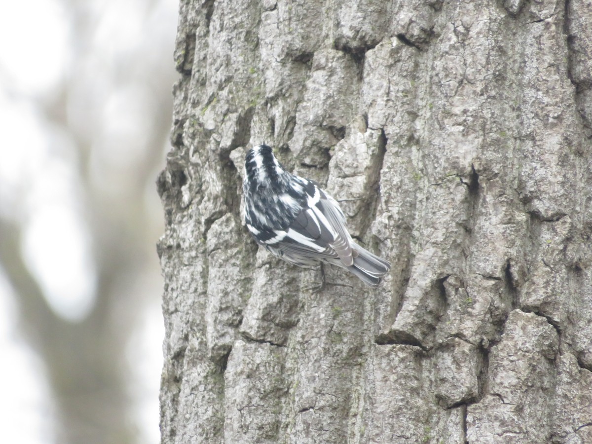 Black-and-white Warbler - ML443368911