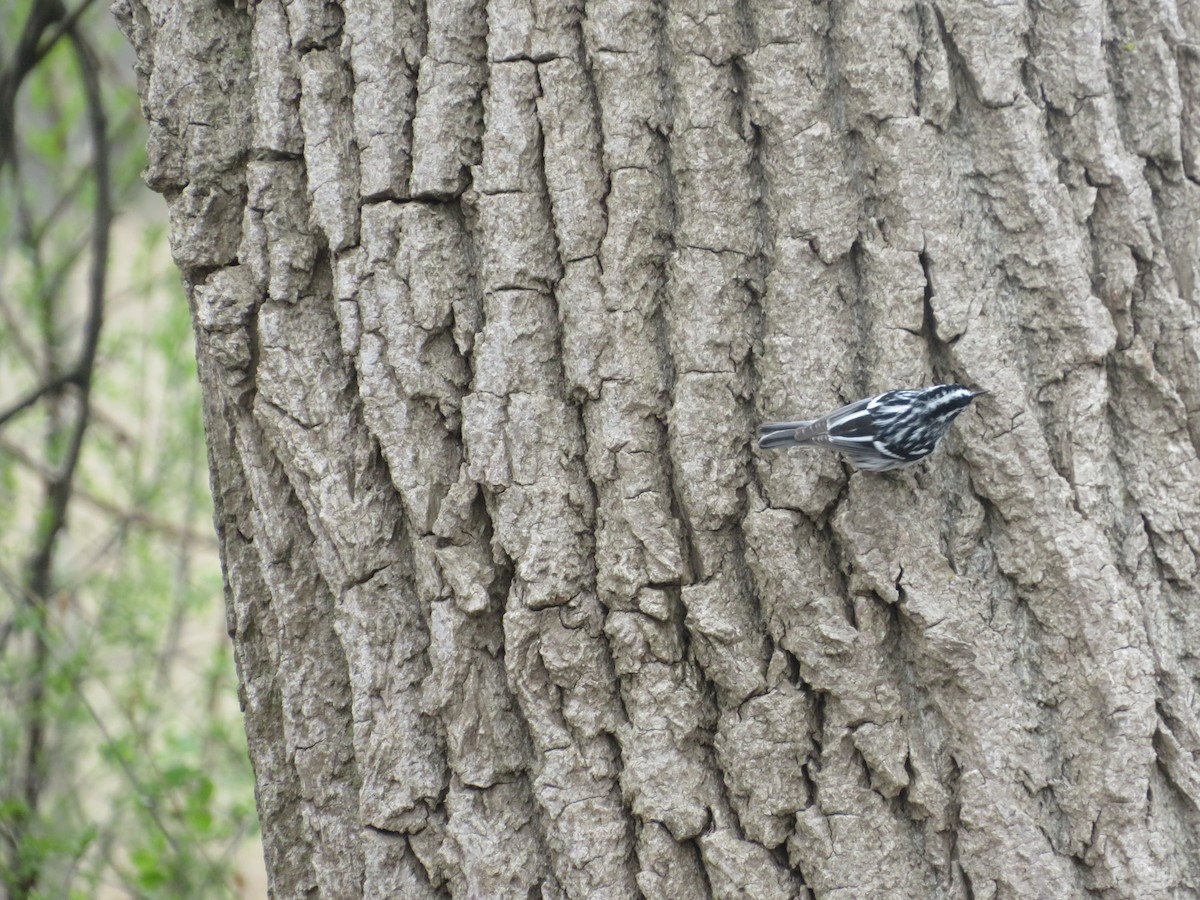 Black-and-white Warbler - ML443368971