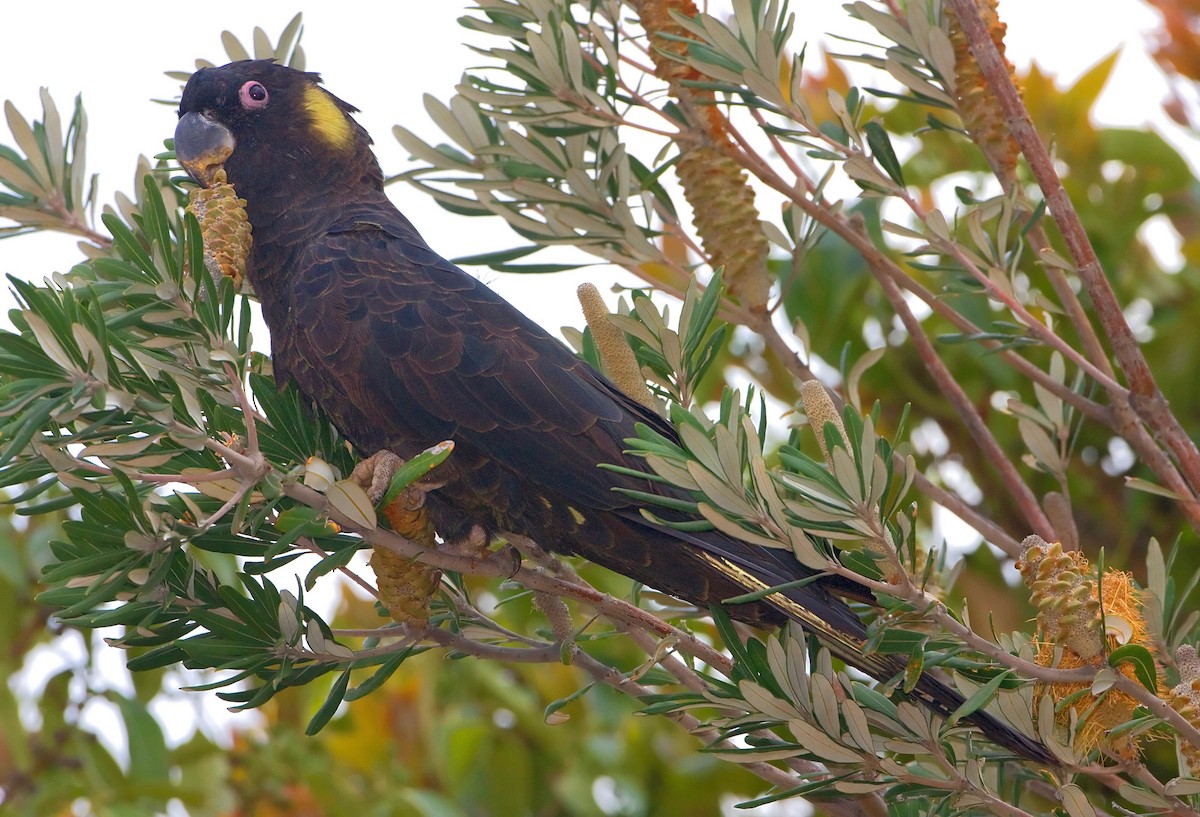 Yellow-tailed Black-Cockatoo - ML443369841