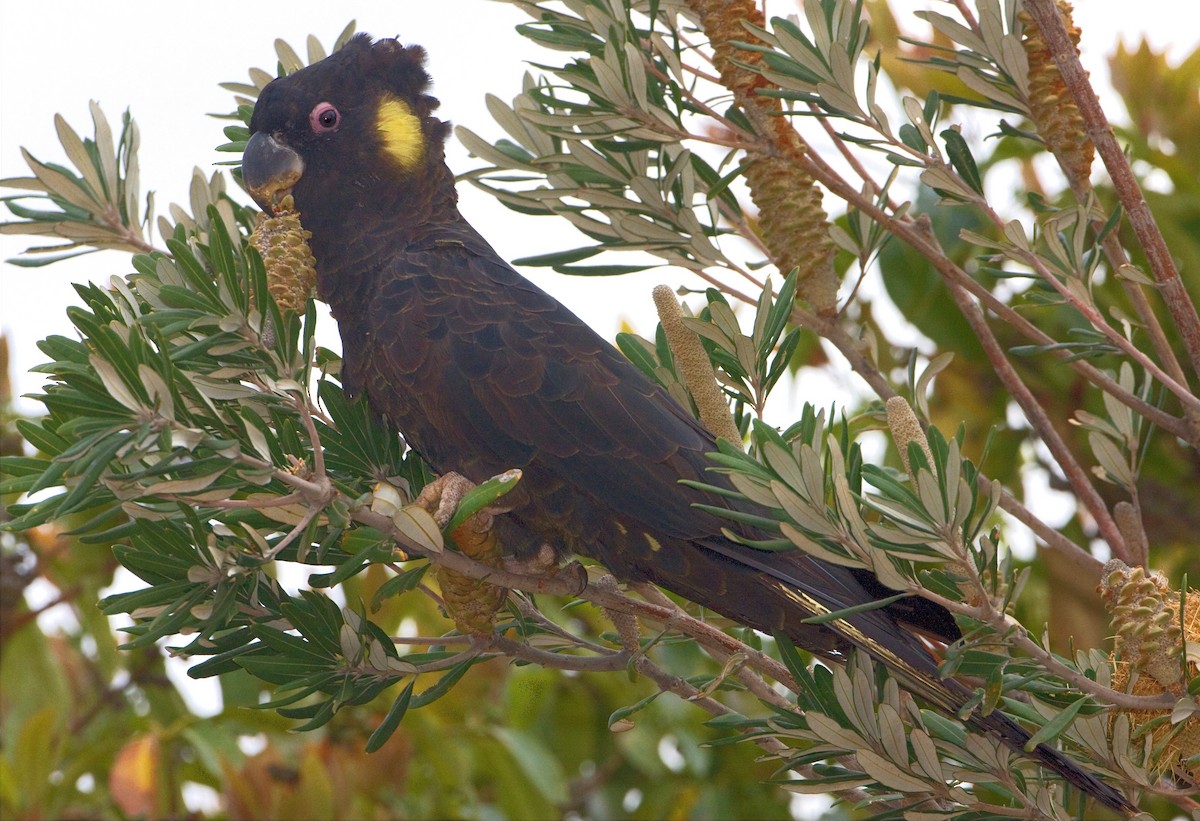 Yellow-tailed Black-Cockatoo - ML443369861