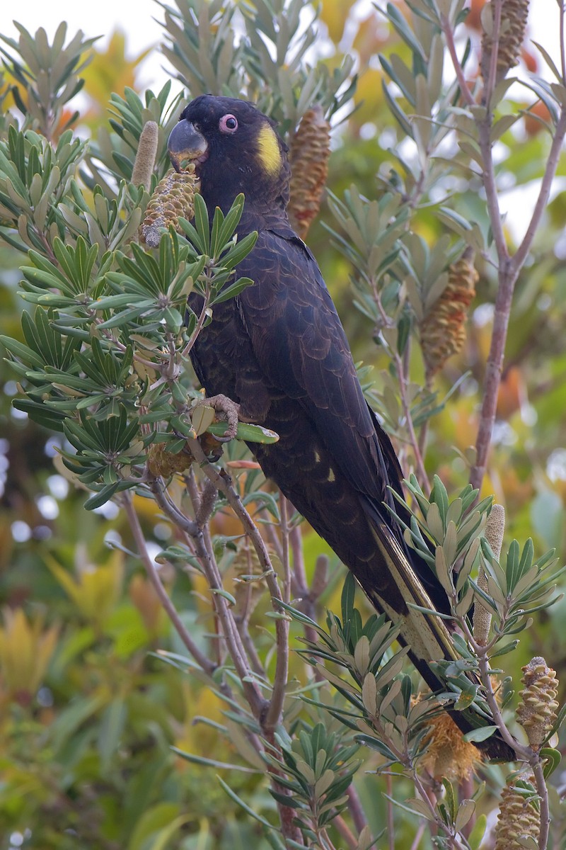 Yellow-tailed Black-Cockatoo - ML443369911