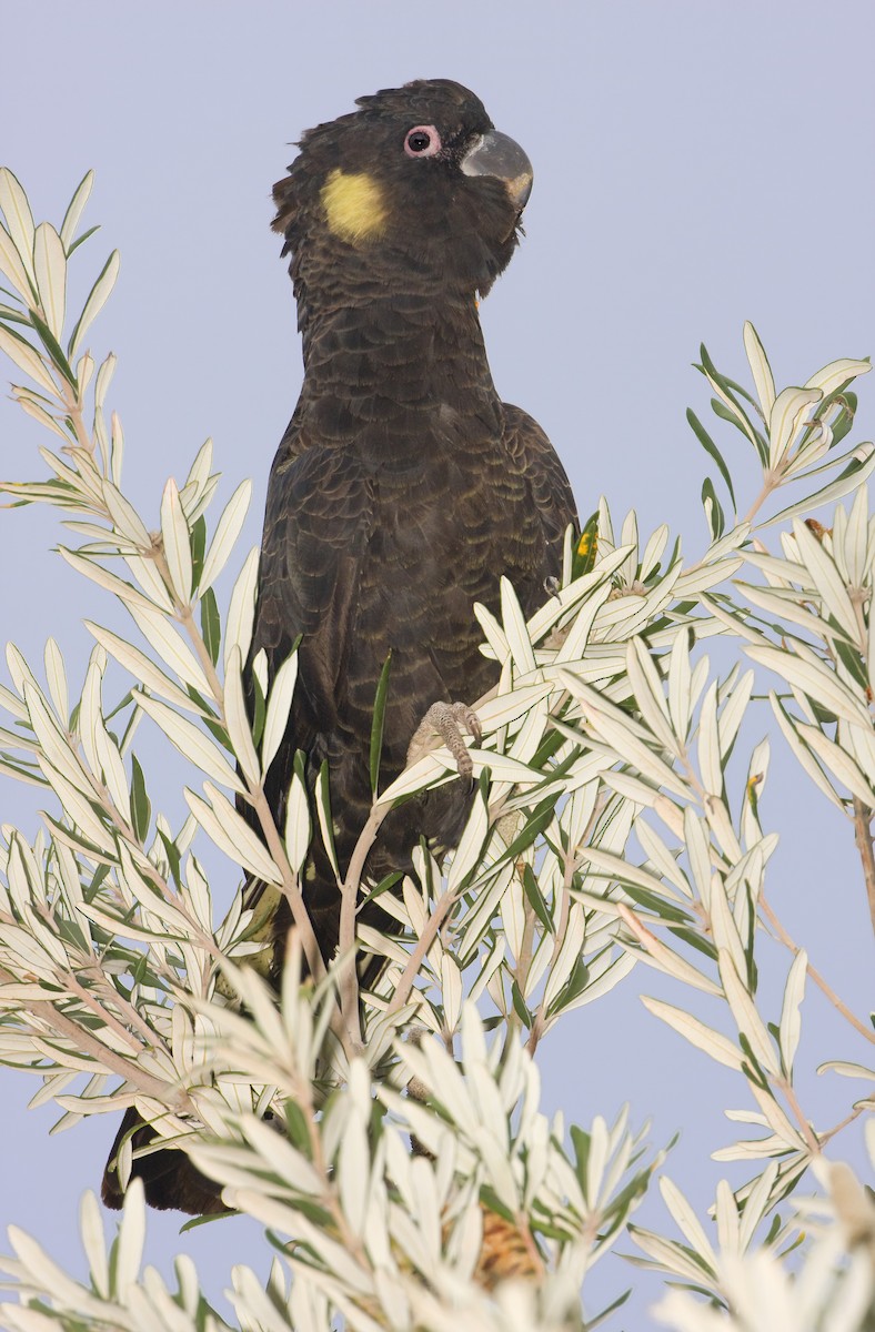 Yellow-tailed Black-Cockatoo - ML443369921