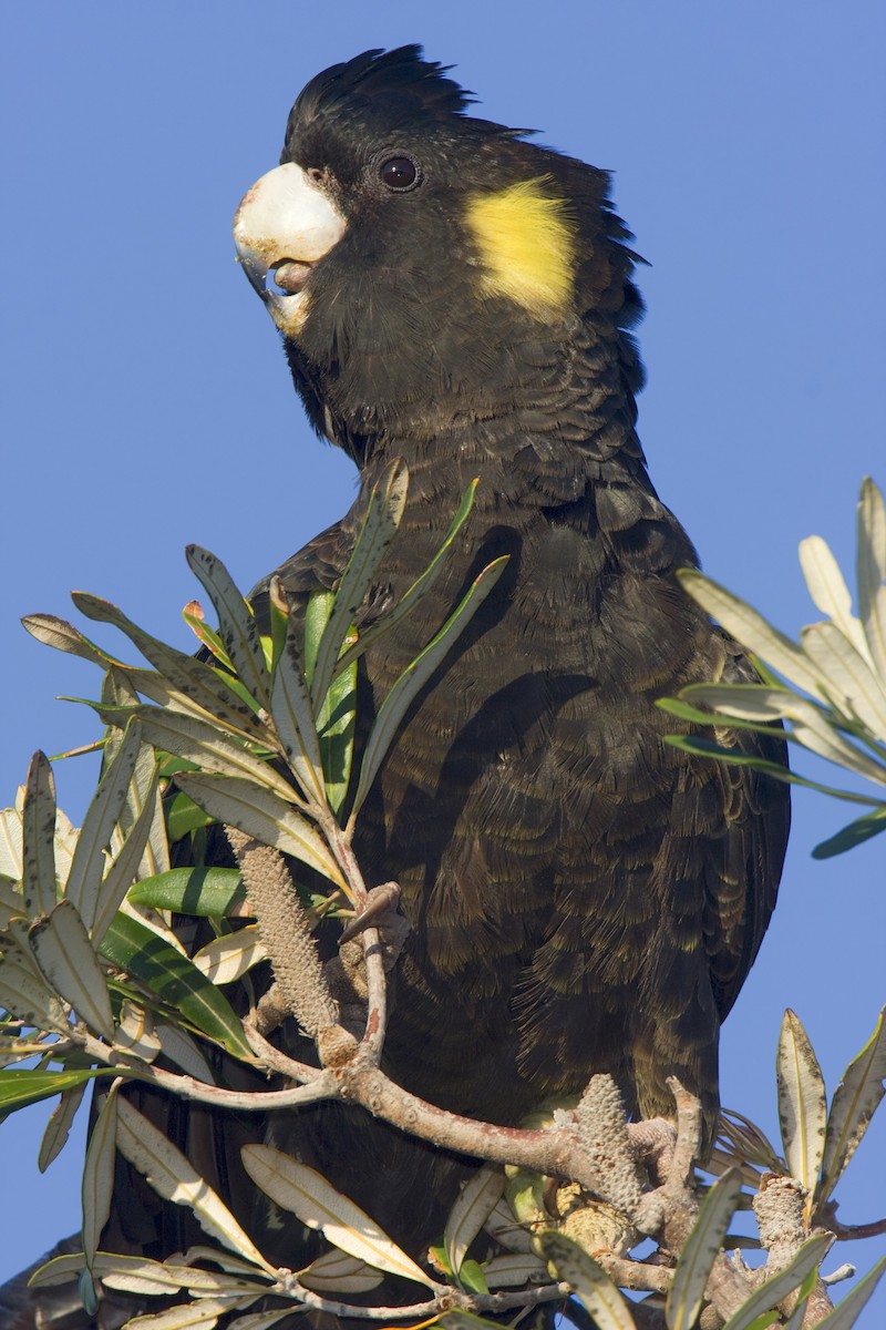 Yellow-tailed Black-Cockatoo - ML443369941