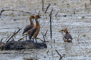 Fulvous Whistling-Duck, ML443370541