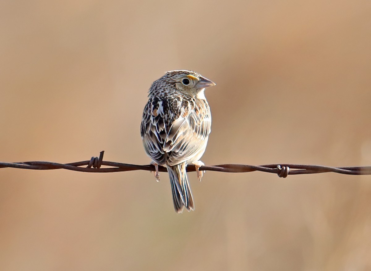 Grasshopper Sparrow - Elizabeth Winter