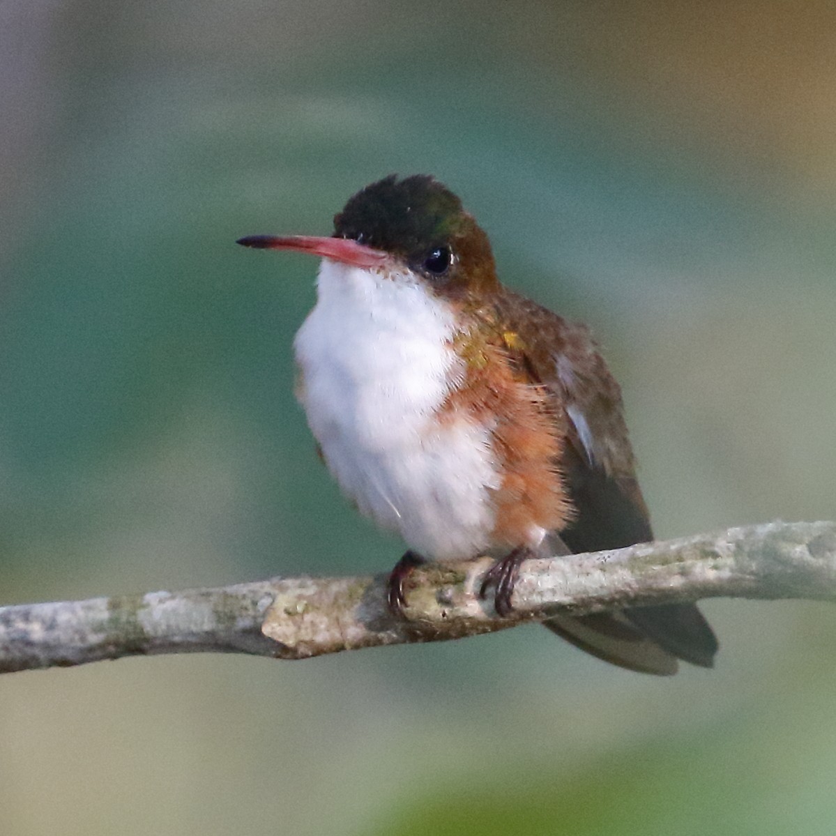 Green-fronted Hummingbird (Cinnamon-sided) - ML443379091