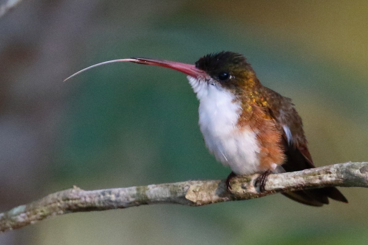 Green-fronted Hummingbird (Cinnamon-sided) - ML443379101