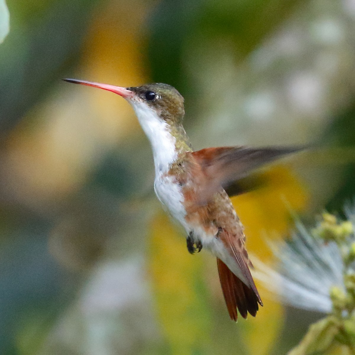 Green-fronted Hummingbird (Cinnamon-sided) - ML443379121