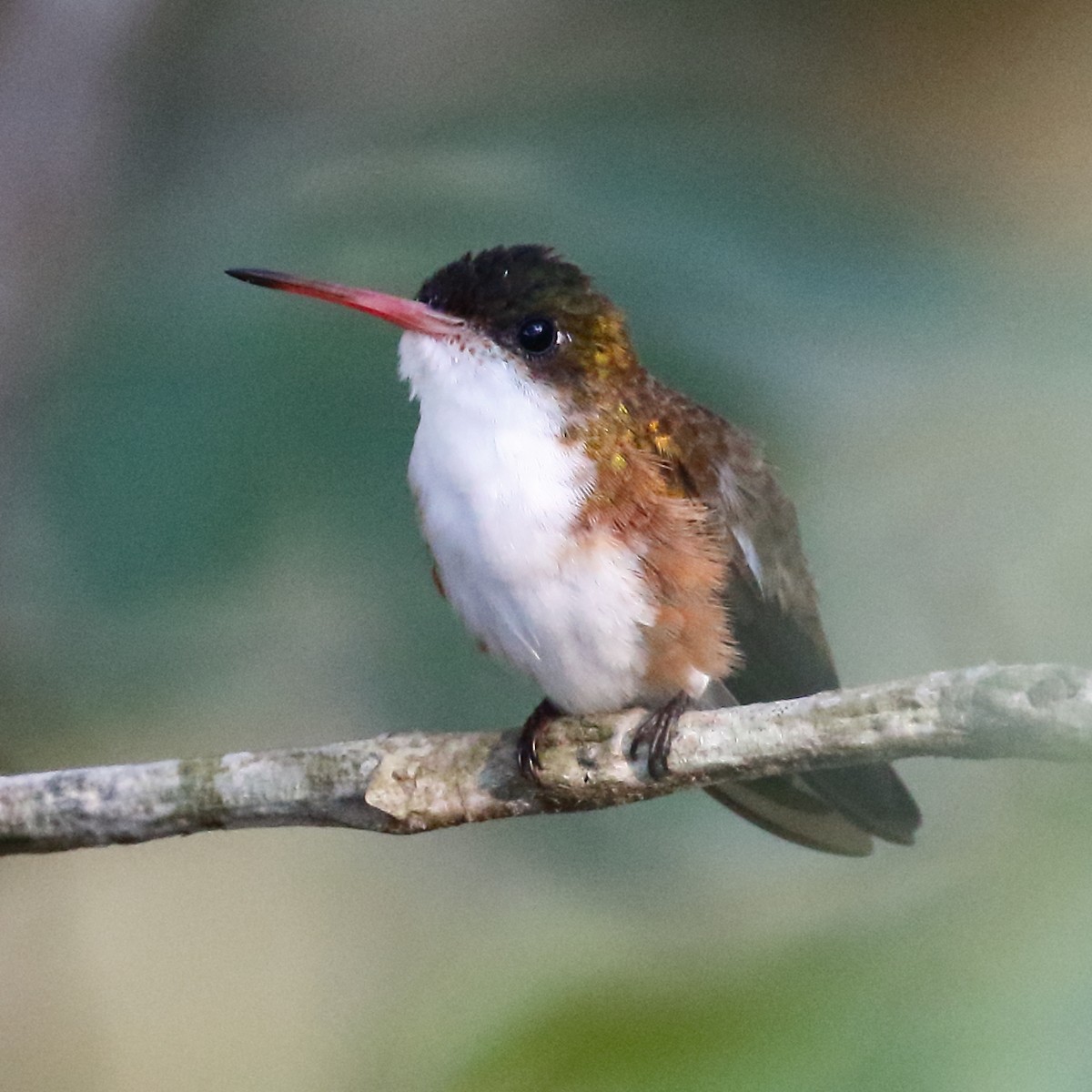 Green-fronted Hummingbird (Cinnamon-sided) - Douglas Faulder