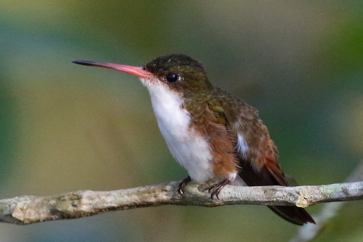 Green-fronted Hummingbird (Cinnamon-sided) - ML443379181