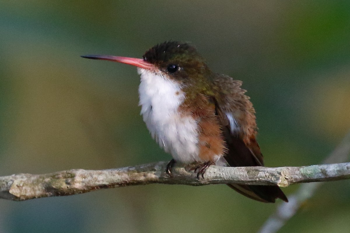 Green-fronted Hummingbird (Cinnamon-sided) - ML443381051