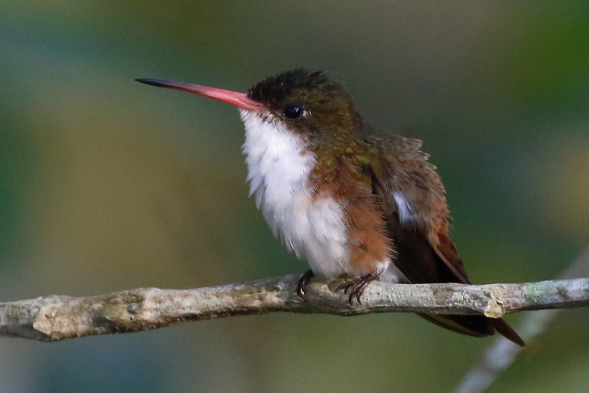 Green-fronted Hummingbird (Cinnamon-sided) - ML443381091