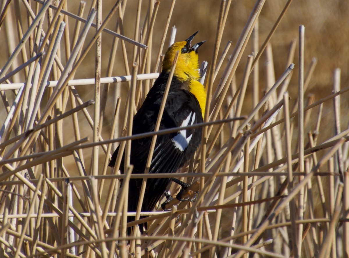 Yellow-headed Blackbird - ned bohman