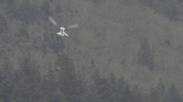 White-tailed Kite - ML443386051