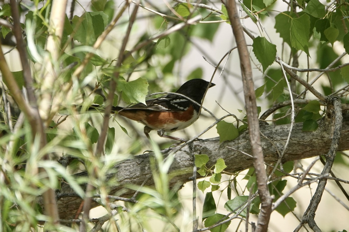 Spotted Towhee - ML443389541