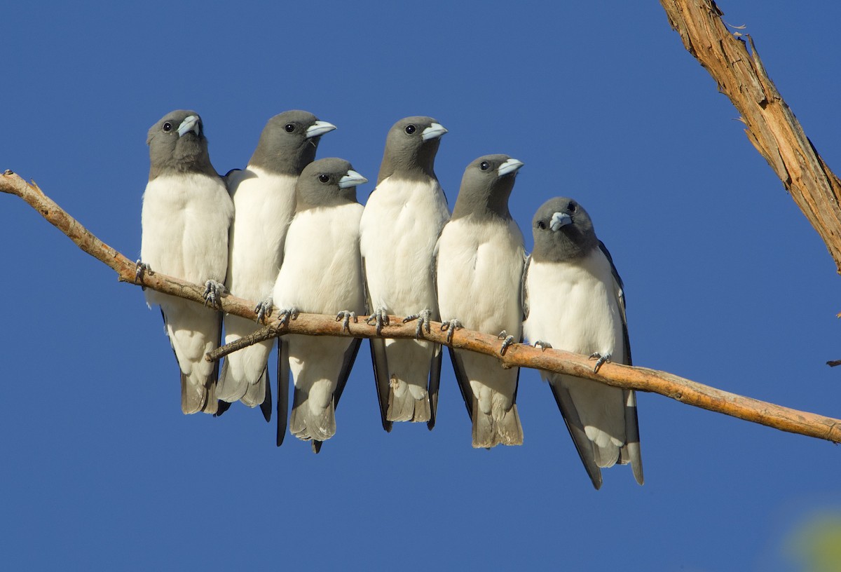 August Ebirder Of The Month Challenge Ebird Australia