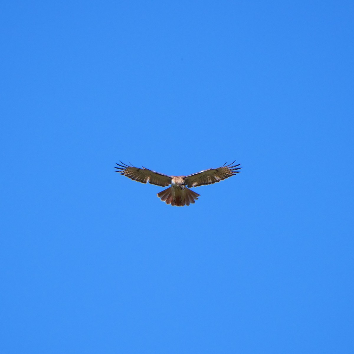 Red-tailed Hawk - ML443396191