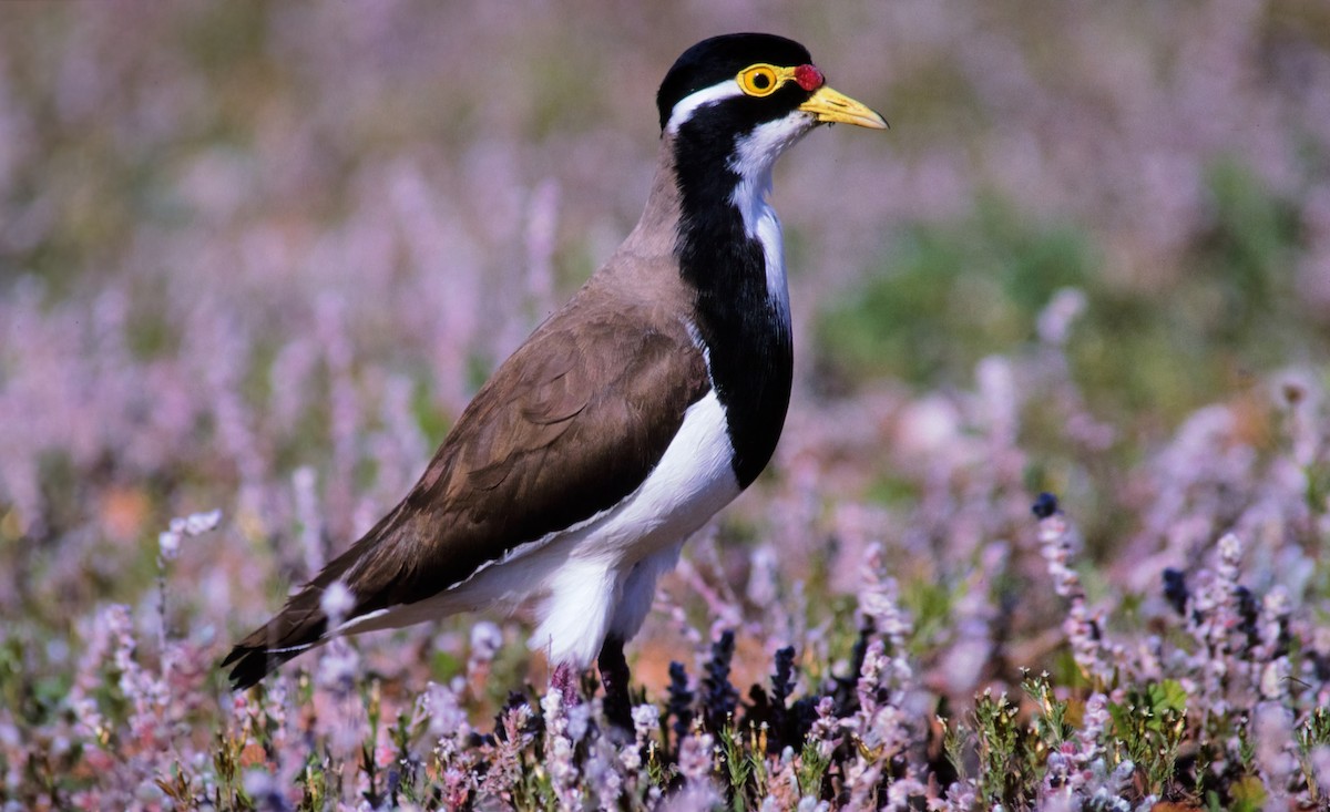 Banded Lapwing - ML443397481
