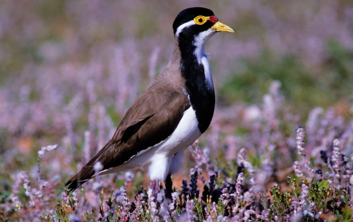 Banded Lapwing - ML443397491
