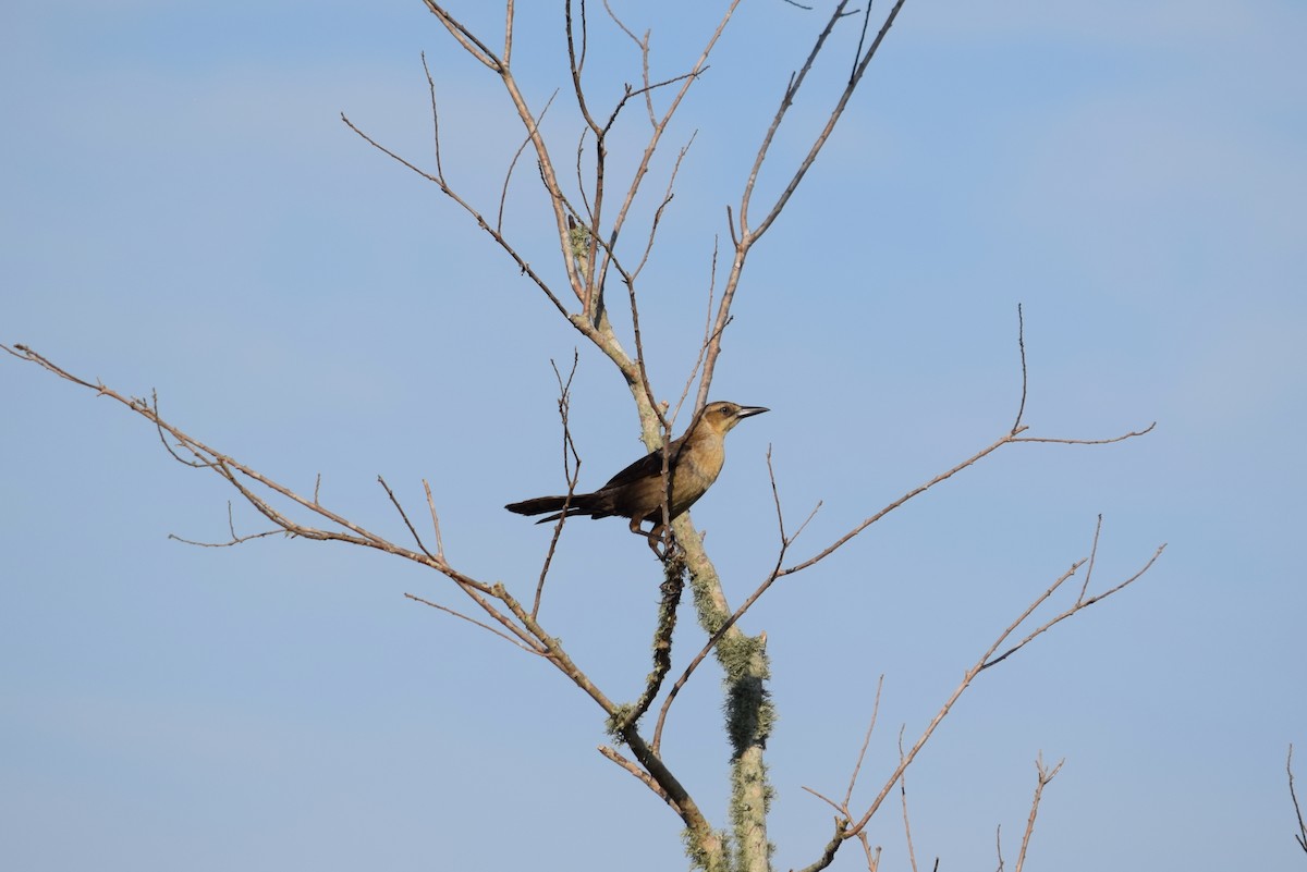 Boat-tailed Grackle - ML443402031