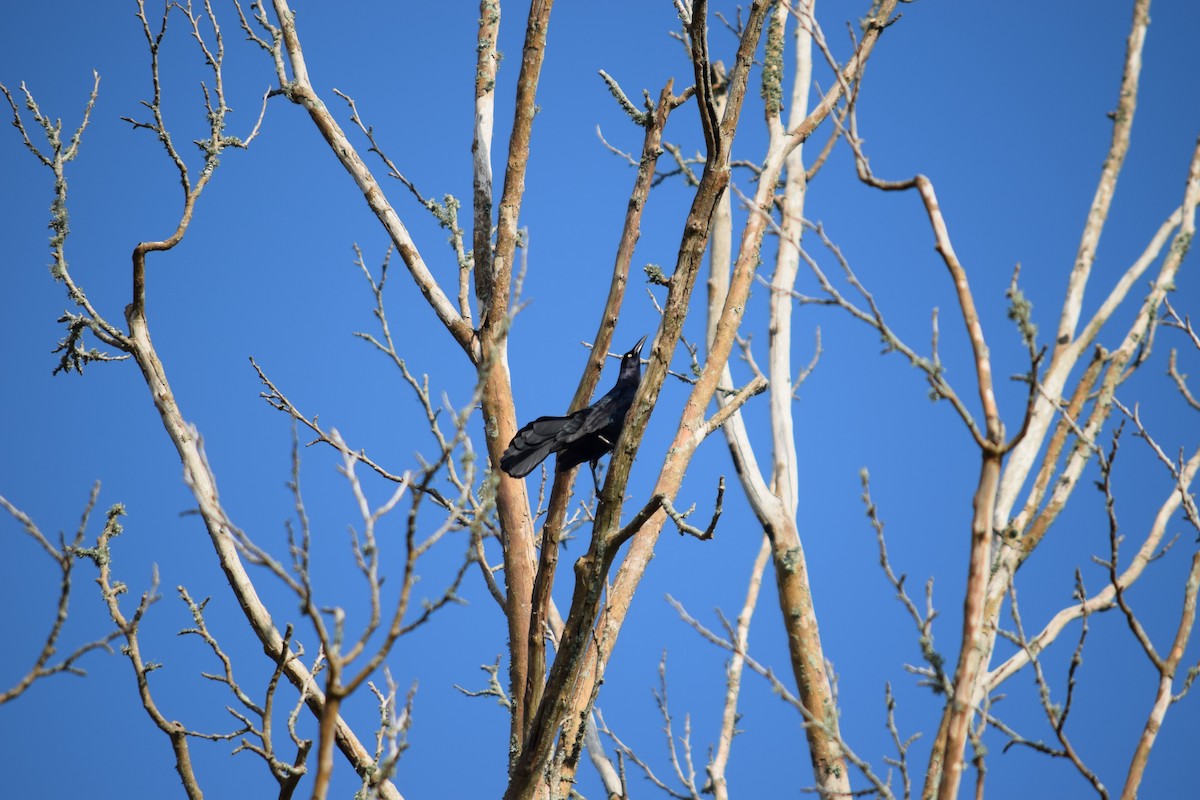 Great-tailed Grackle - ML443402211