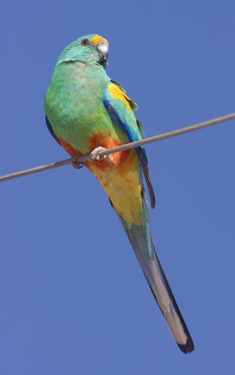Папужка різнобарвний - ML443404421