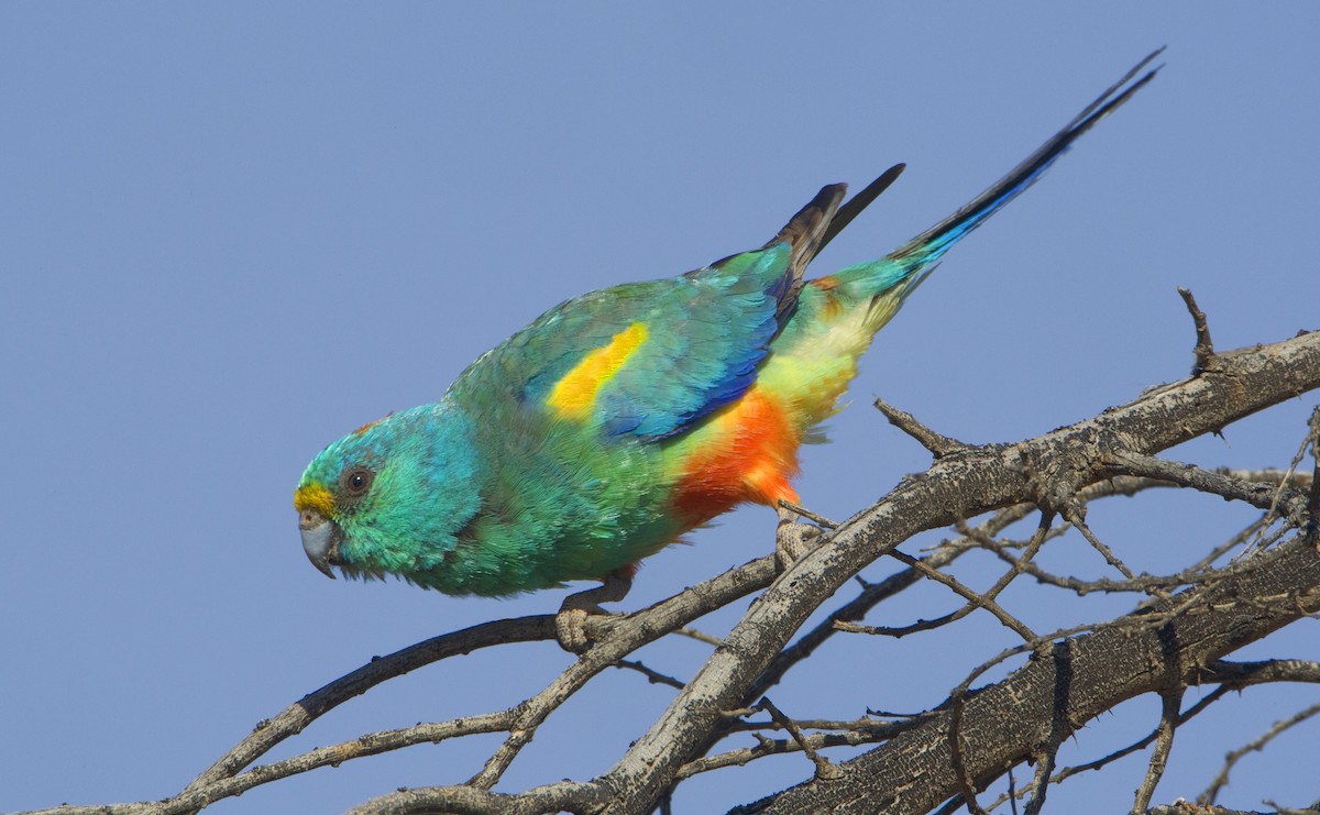 Папужка різнобарвний - ML443404431