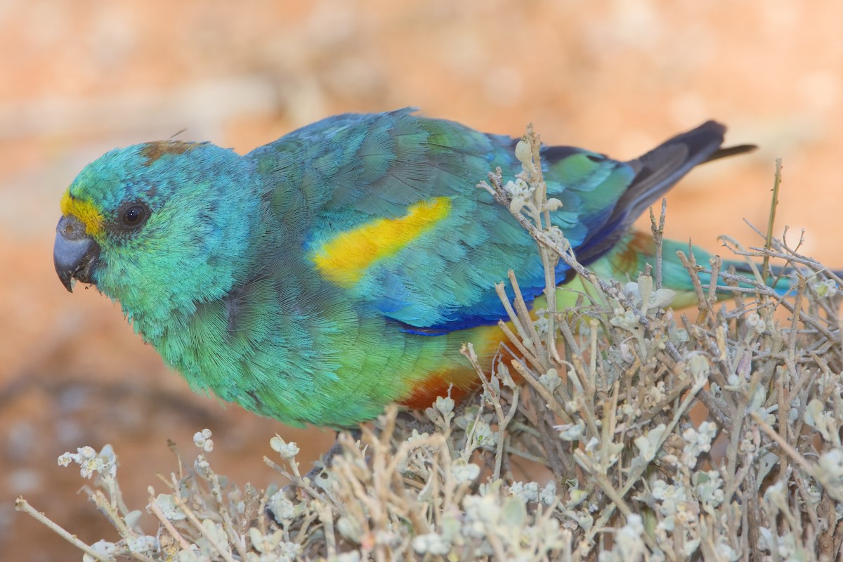 Разноцветный попугайчик - ML443404511