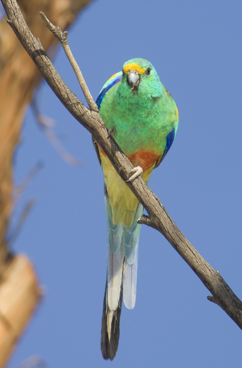 Папужка різнобарвний - ML443404561