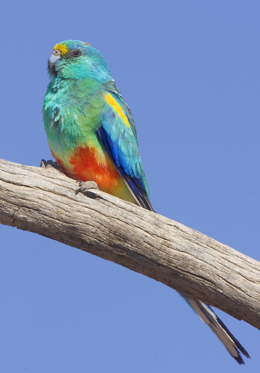 Папужка різнобарвний - ML443404571