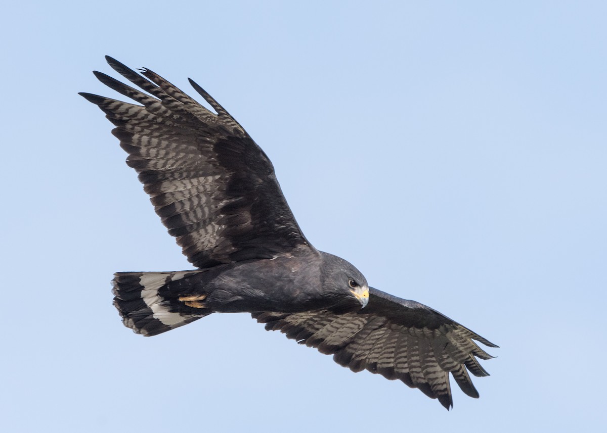 Zone-tailed Hawk - William Higgins