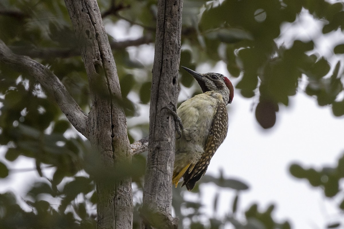 Bennett's Woodpecker (Light-spotted) - ML443418991