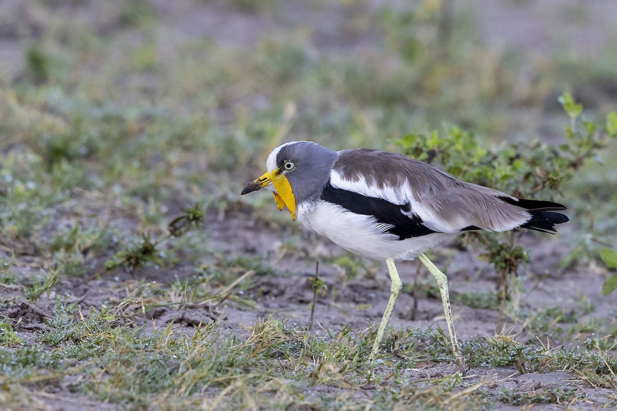 White-crowned Lapwing - Niall D Perrins