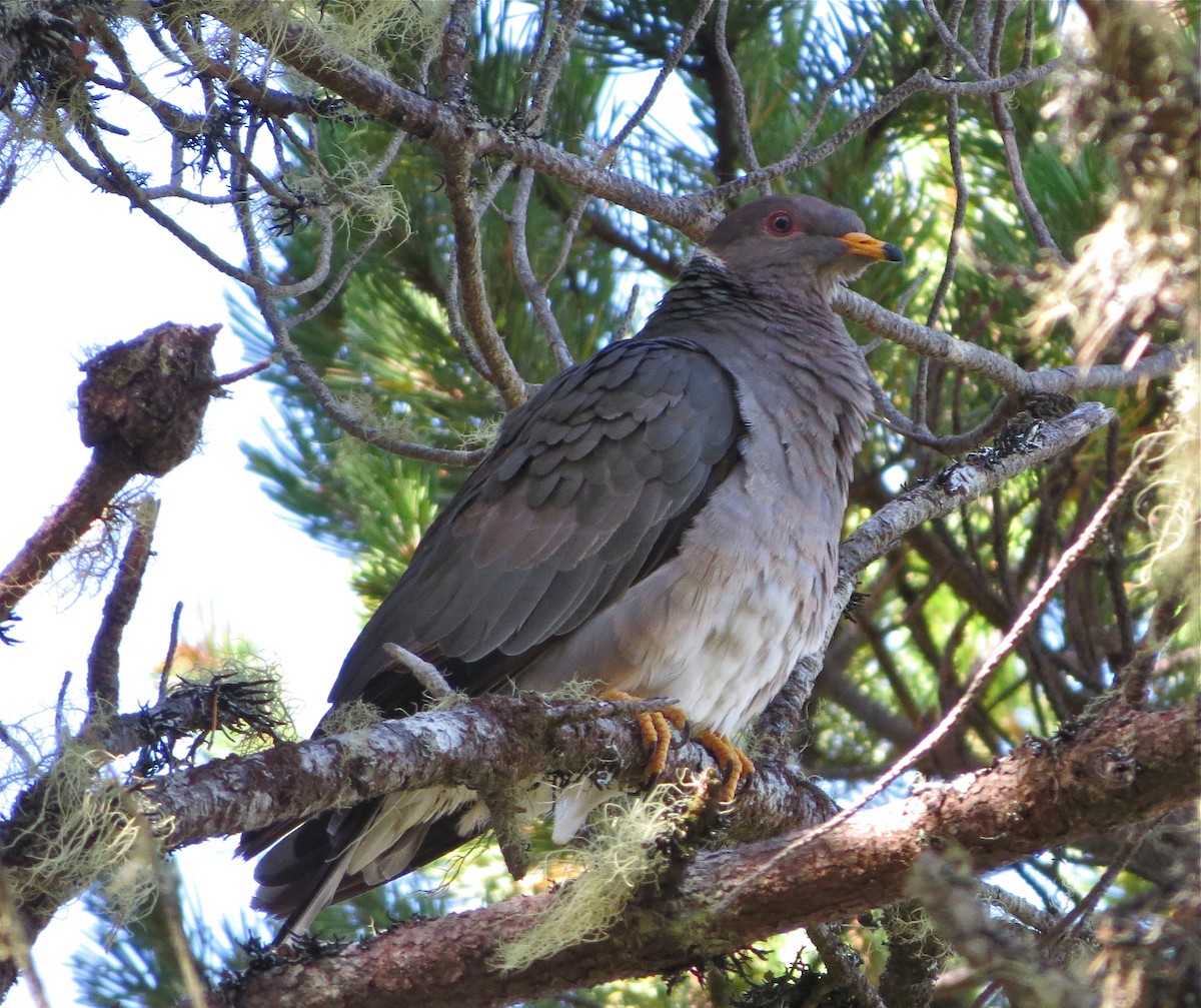 Band-tailed Pigeon - Jeff Bolsinger