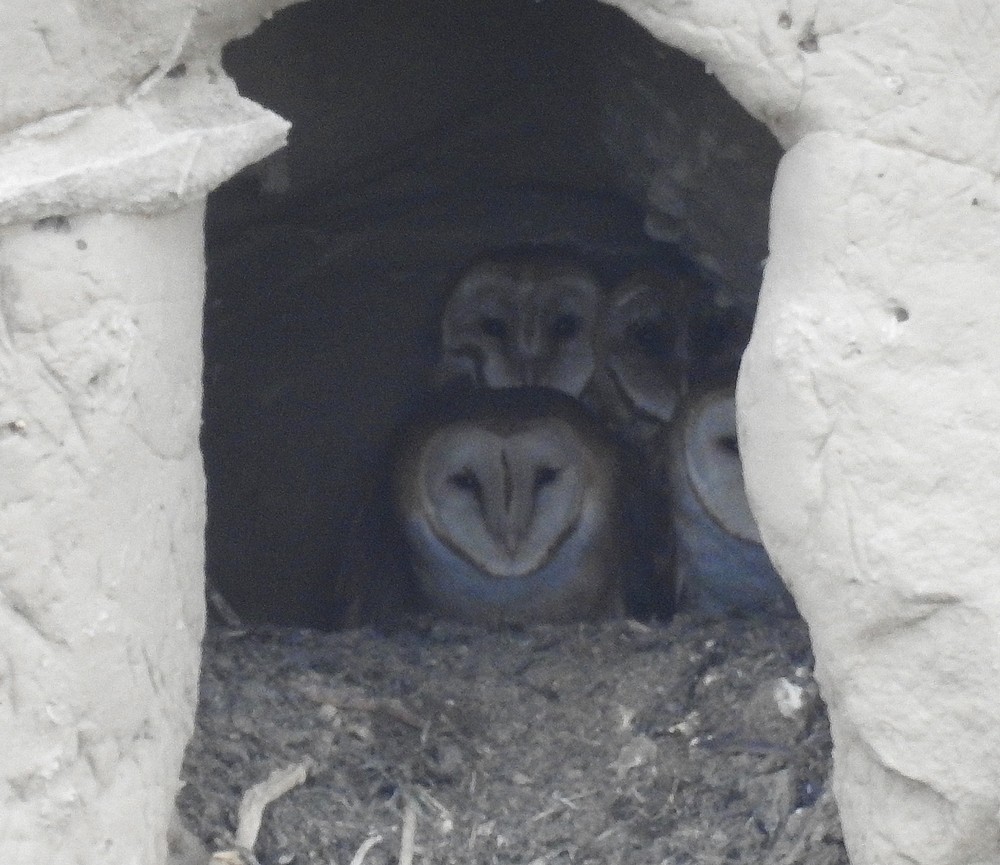 Barn Owl - Bonnie Roemer