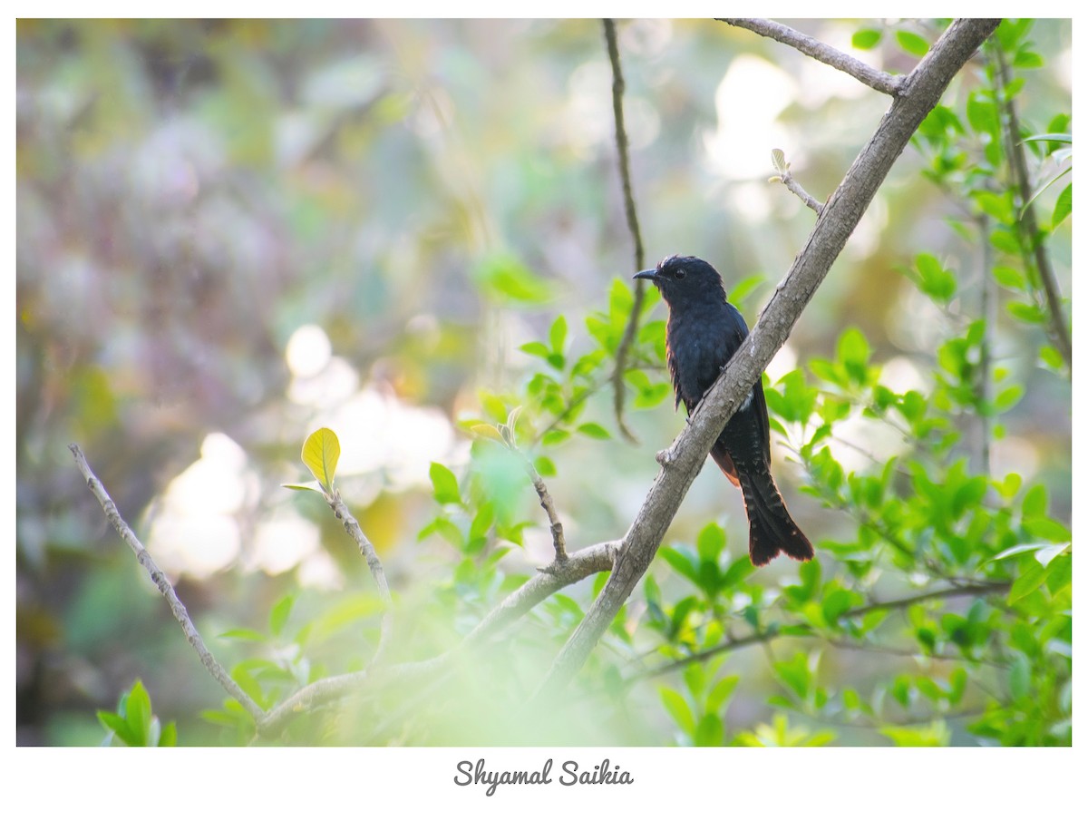 Square-tailed Drongo-Cuckoo - ML443428551