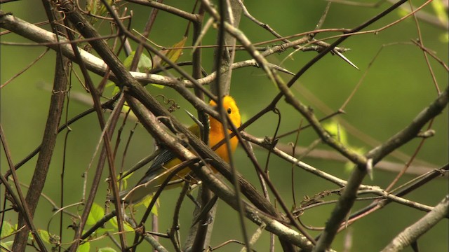 Prothonotary Warbler - ML443432
